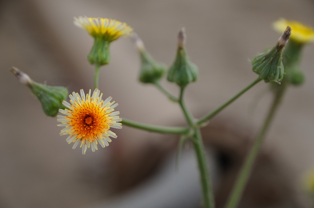 一朵小花
