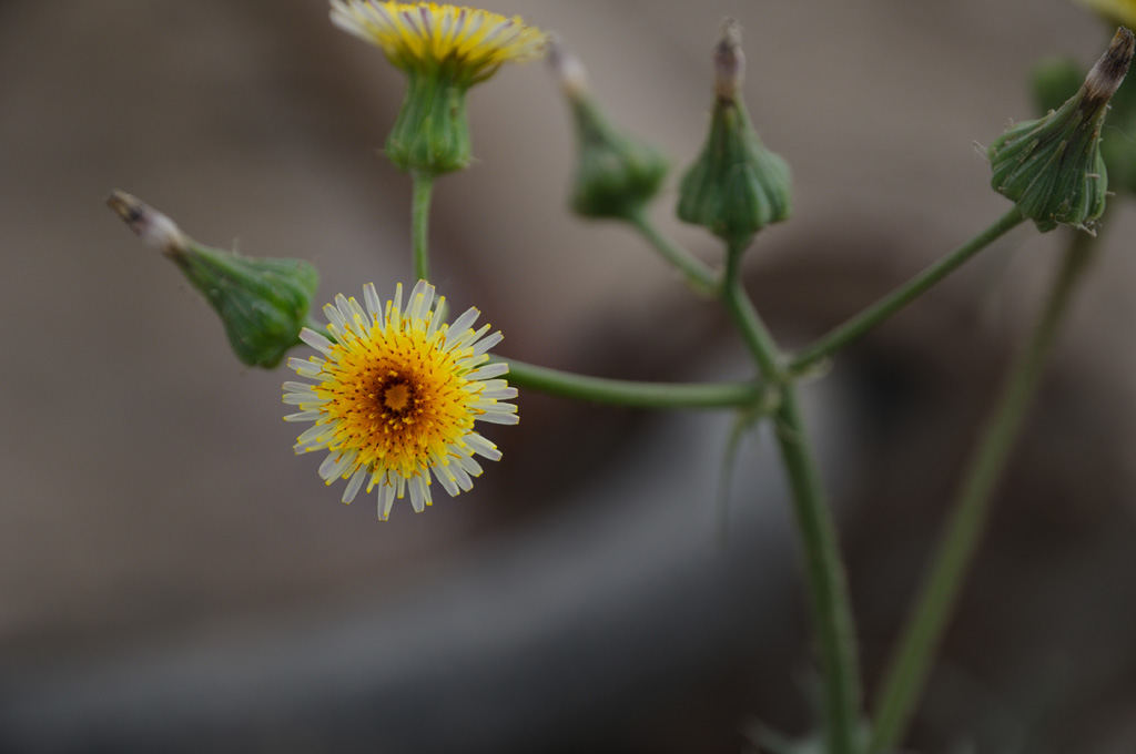 一朵小花