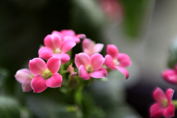 一朵小花