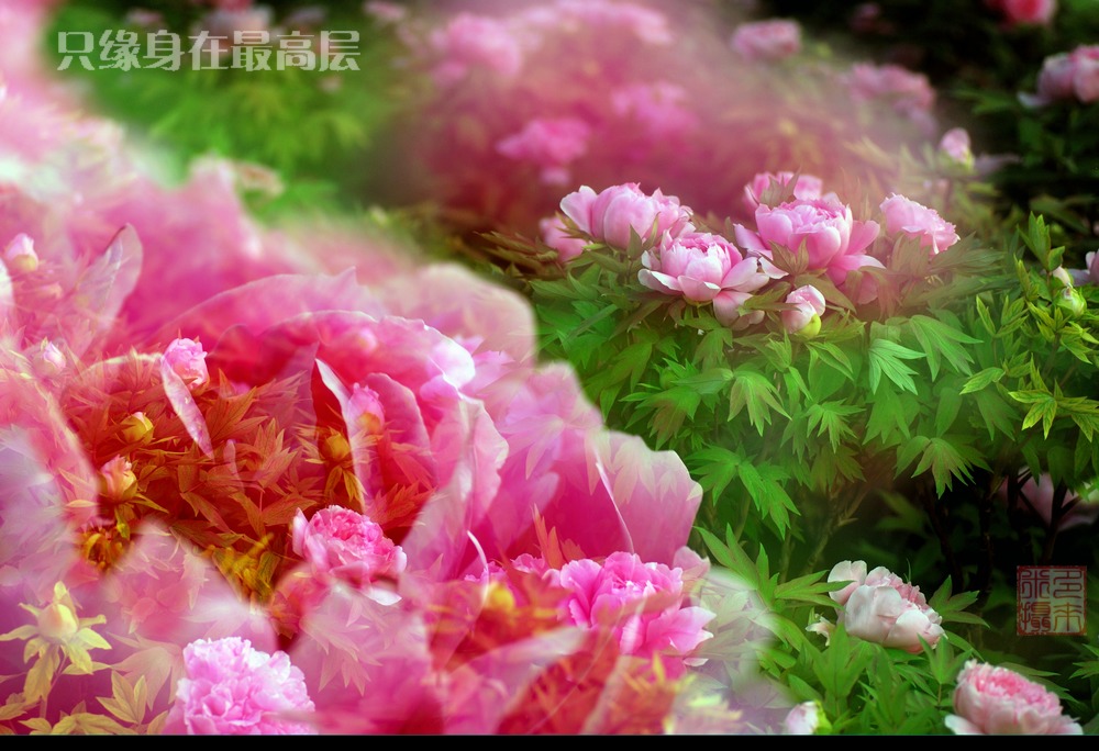 那时花开（不断添加中）