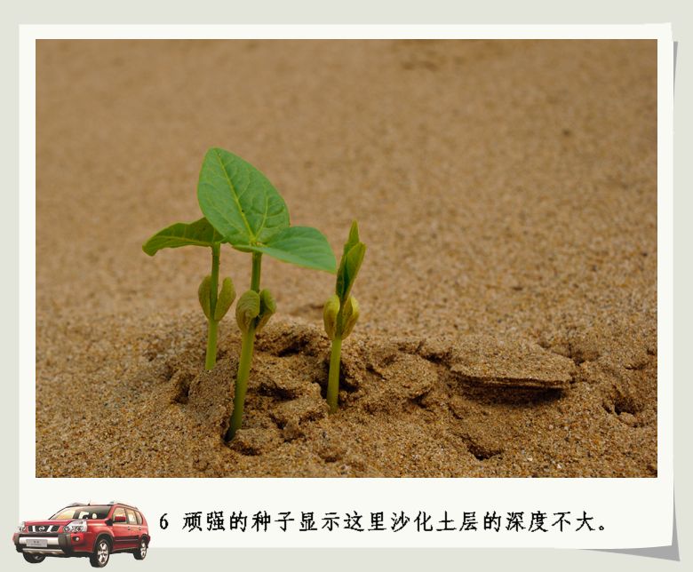 探寻消失的白天鹅湿地