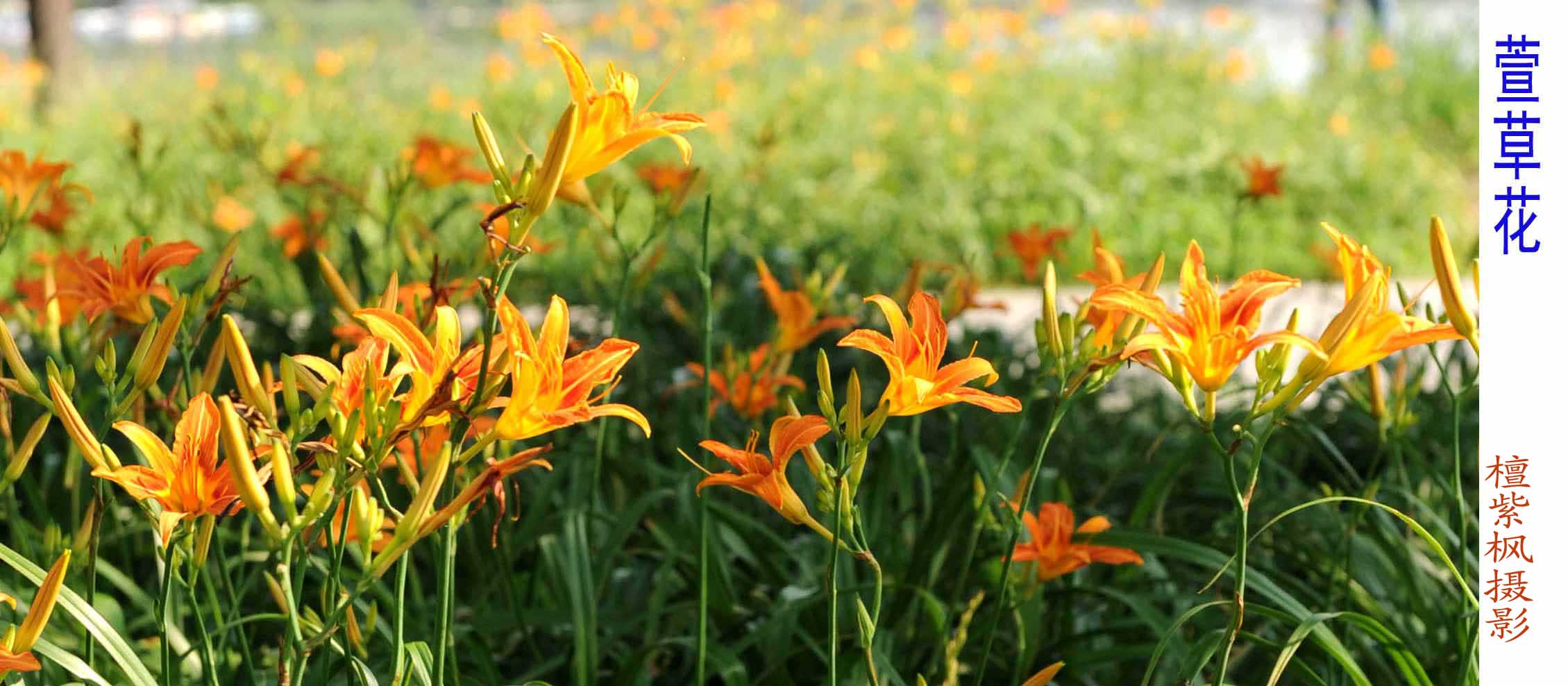 萱草花