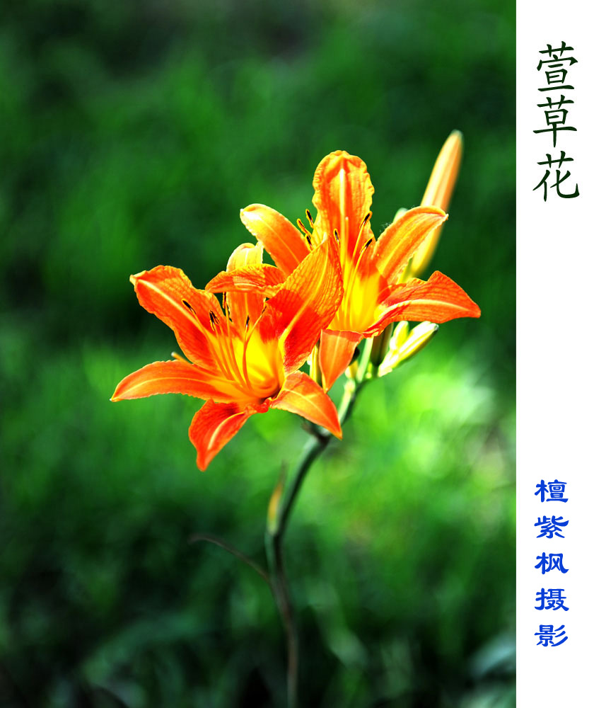 萱草花