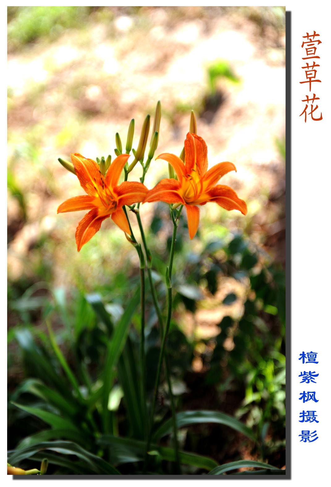 萱草花
