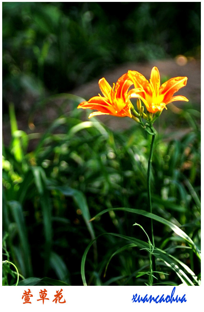 萱草花