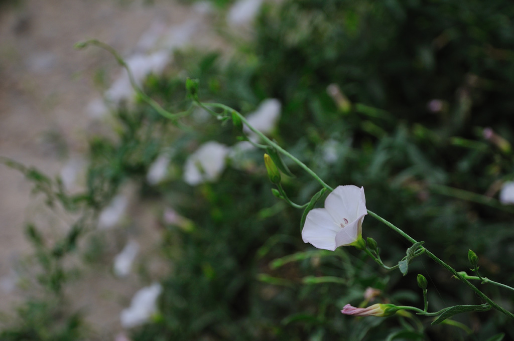 上两朵小花