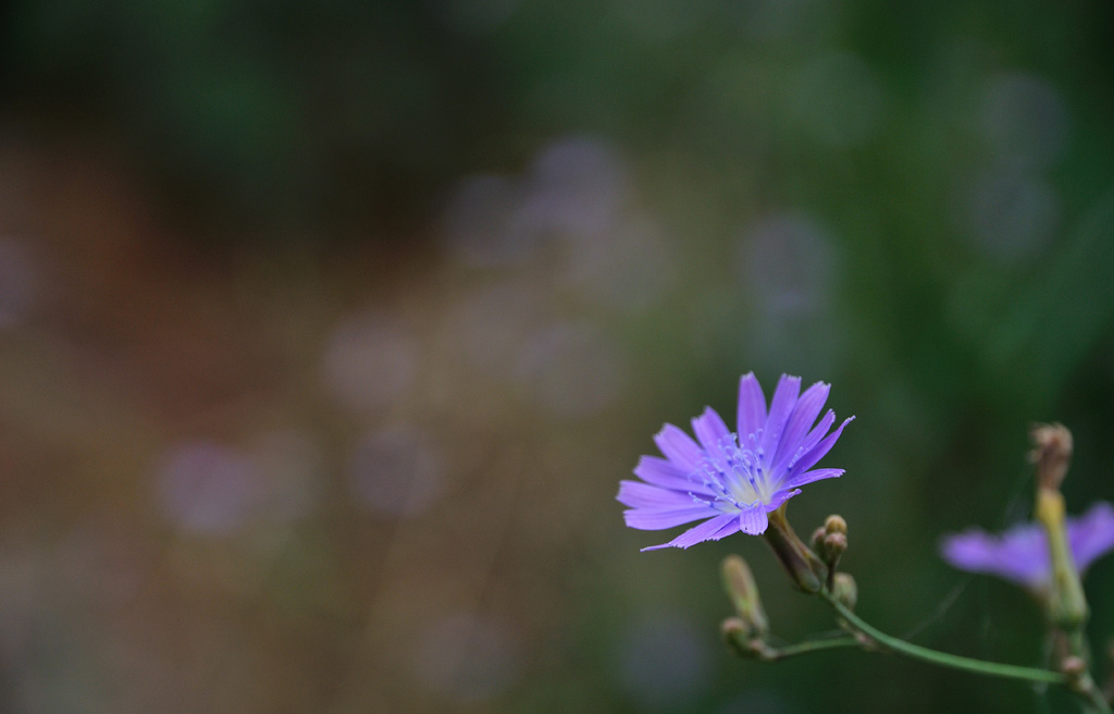 上两朵小花