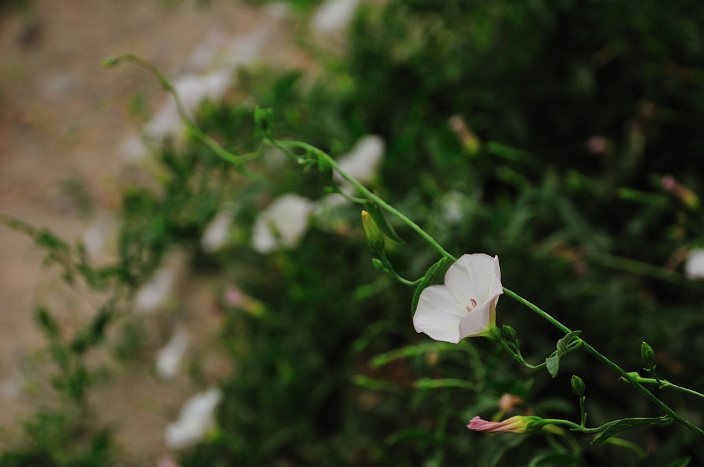 上两朵小花
