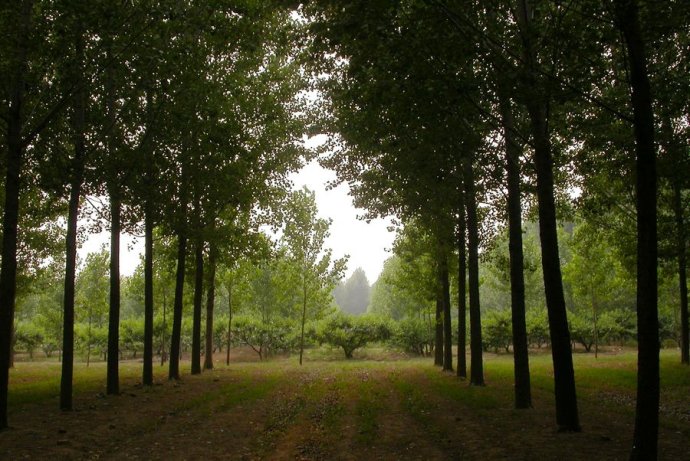 小树林