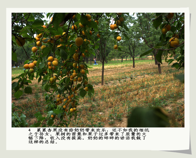 南乐。杏。