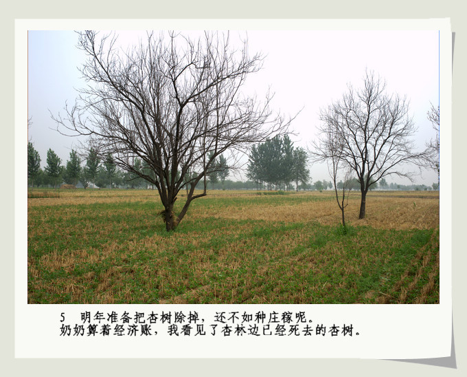 南乐。杏。