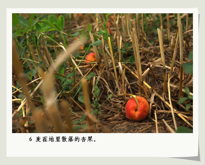 南乐。杏。