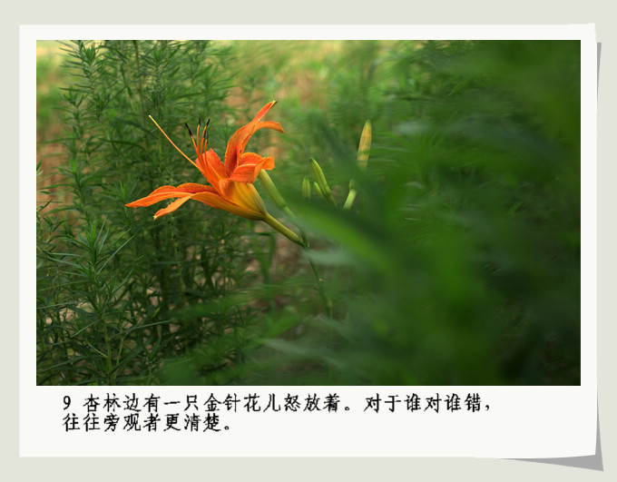 南乐。杏。