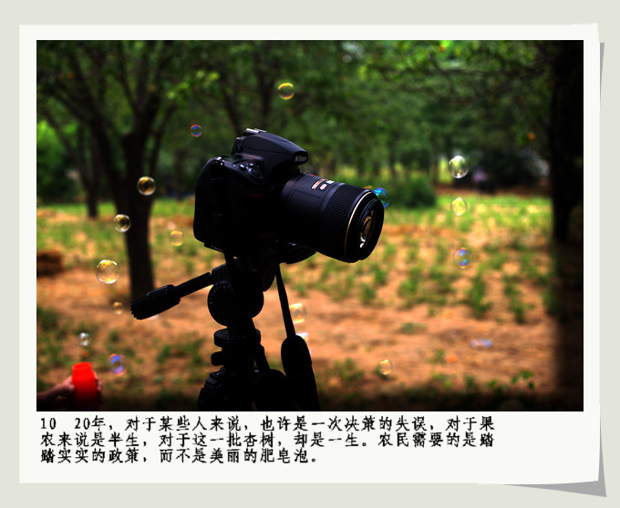 南乐。杏。