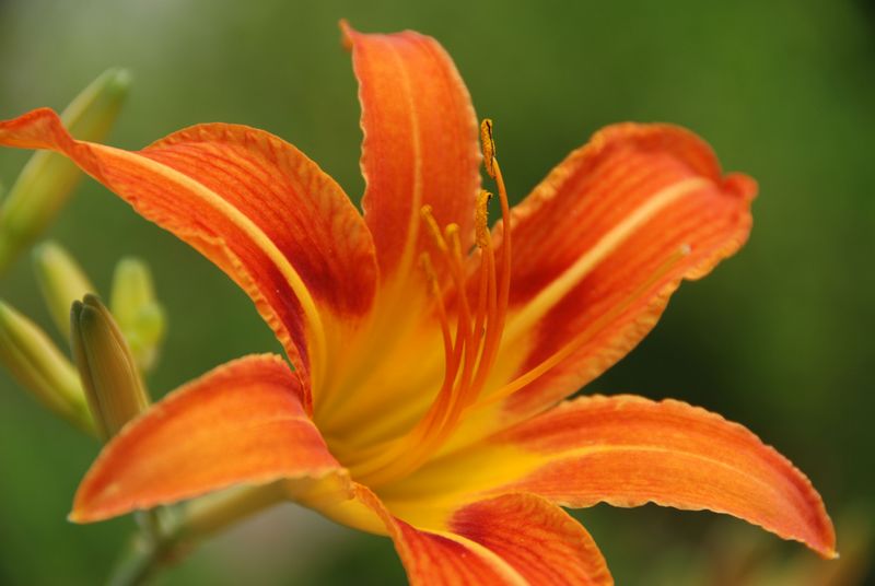 原创《荷花》