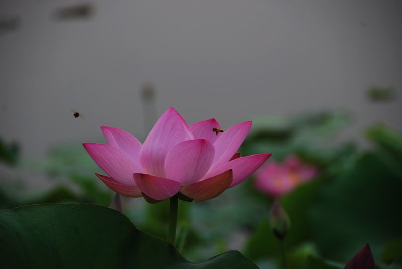 原创《荷花》
