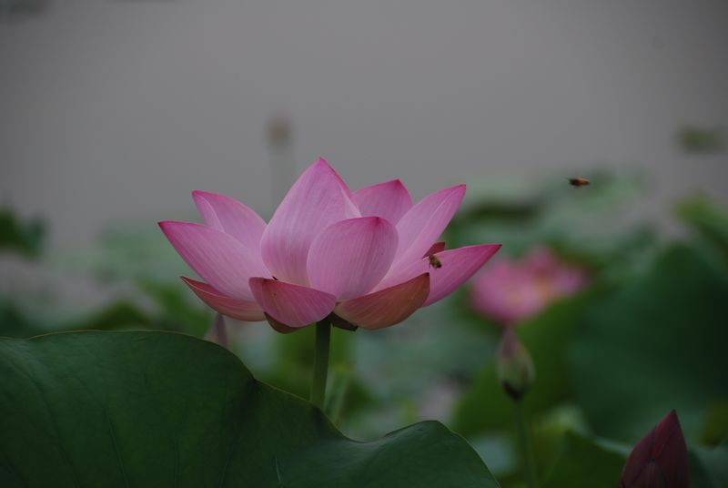 原创《荷花》