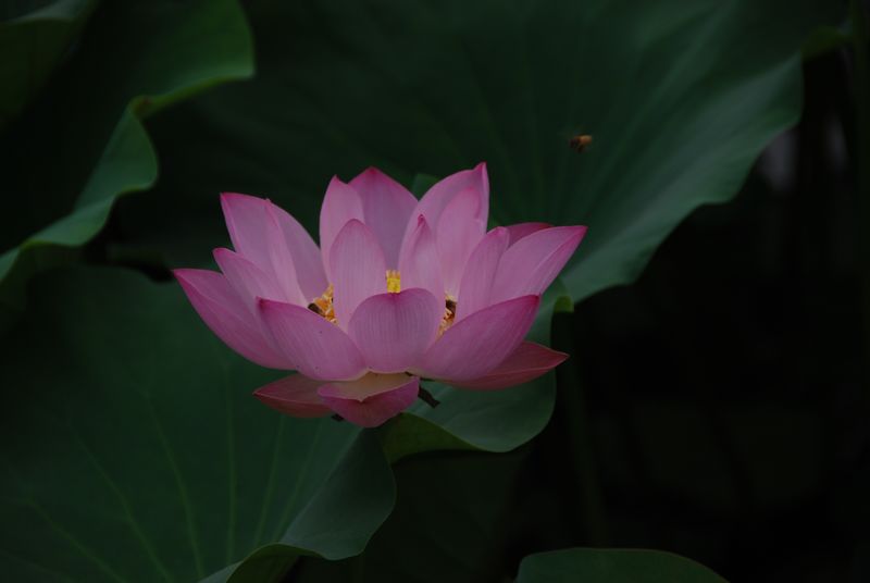 原创《荷花》