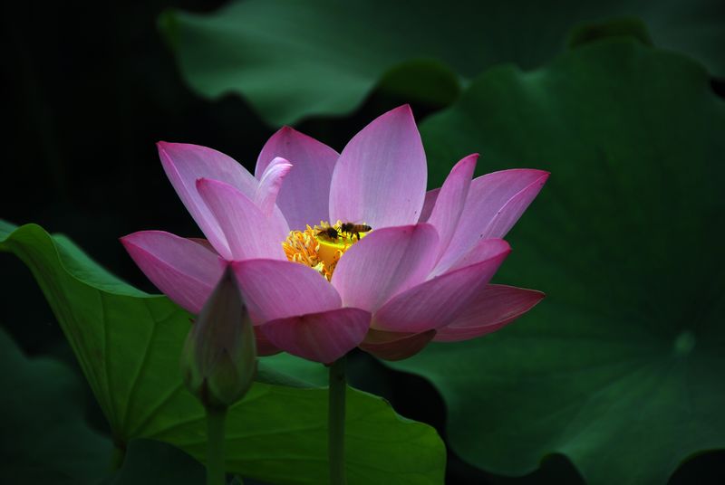 原创《荷花》