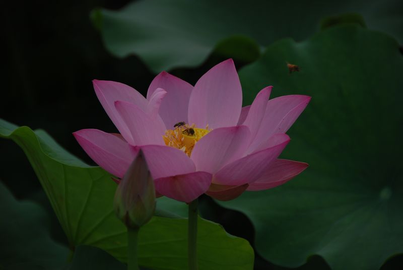 原创《荷花》