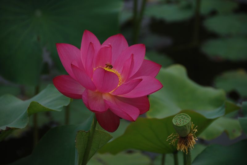 原创《荷花》