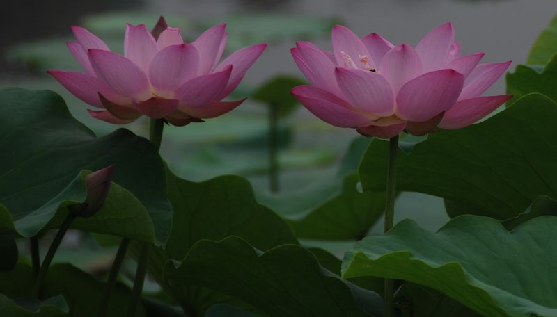 原创《荷花》