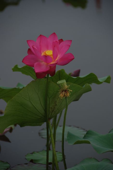原创《荷花》