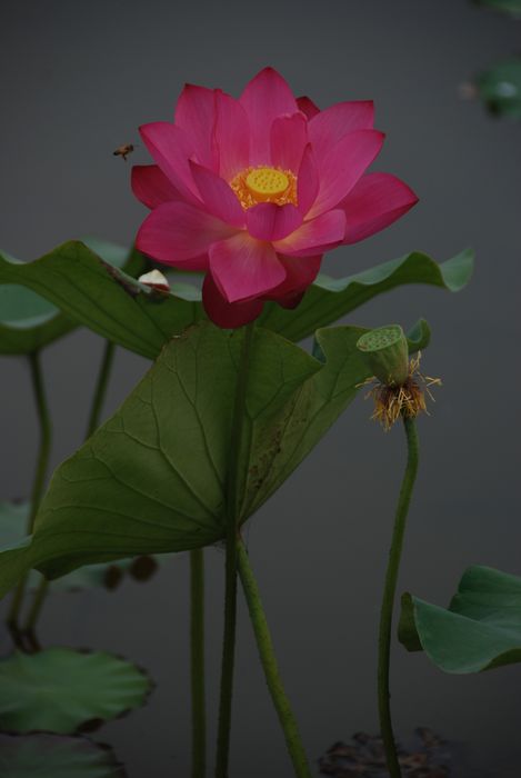 原创《荷花》