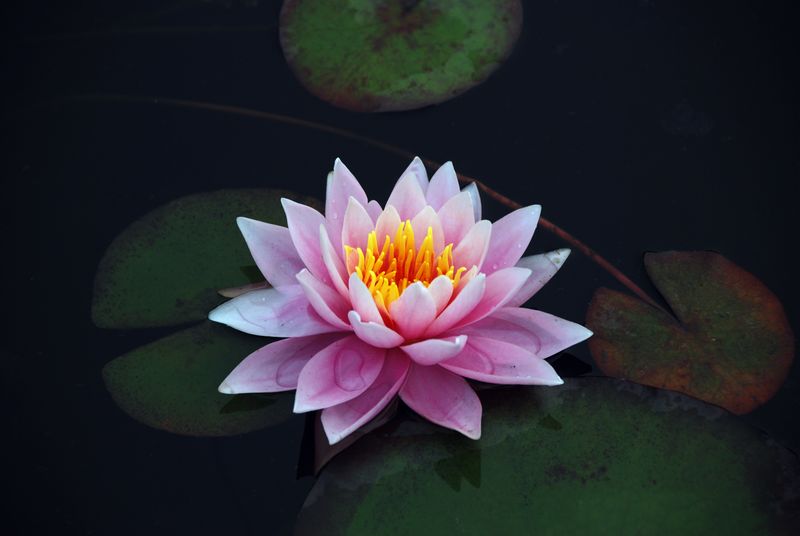 原创《荷花》