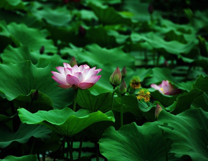 原创《荷花》