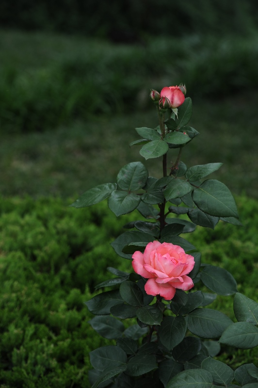 月季花