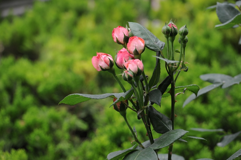 月季花