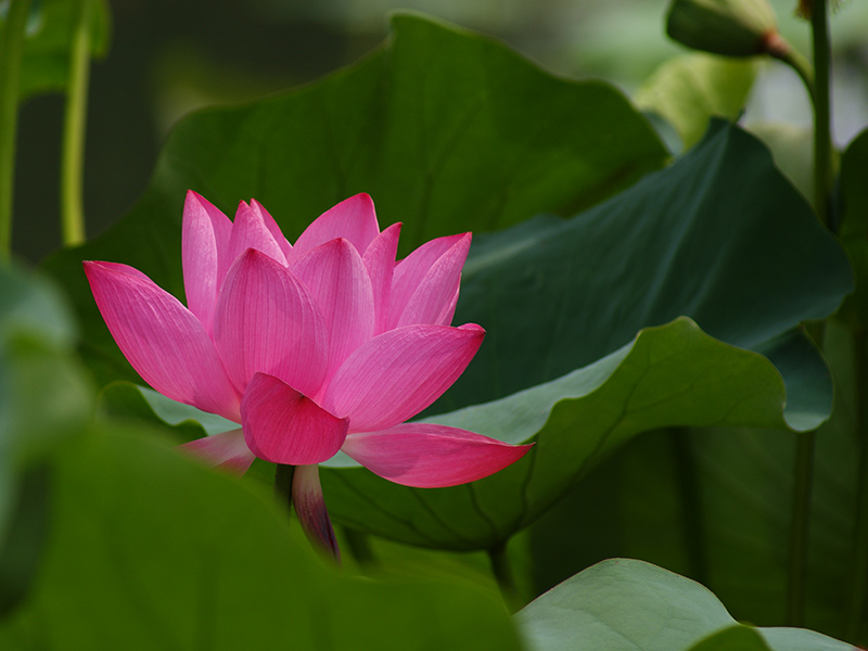2011濮上园荷花