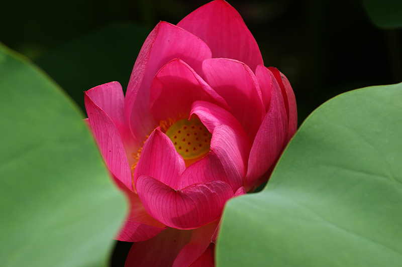 2011濮上园荷花