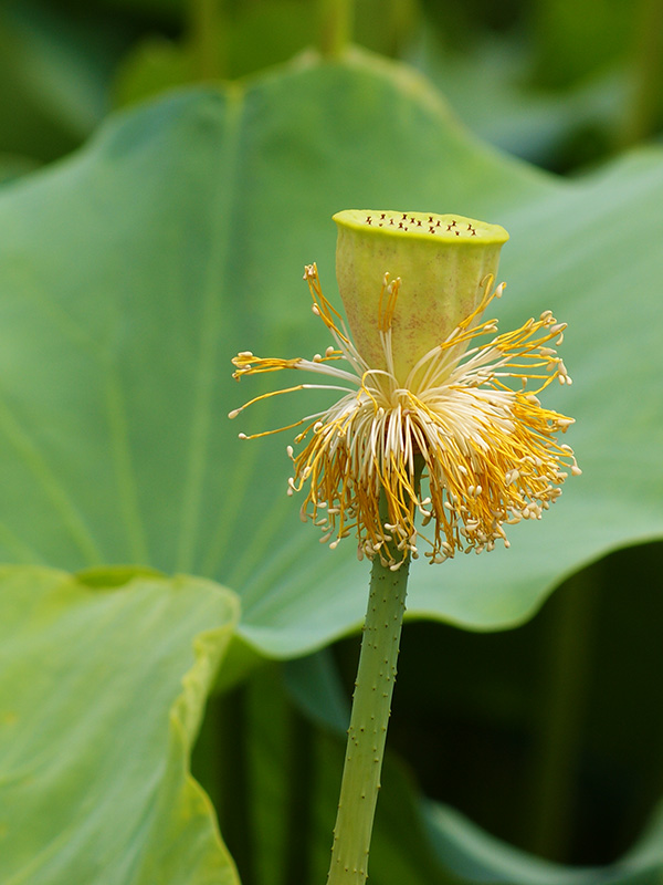 2011濮上园荷花