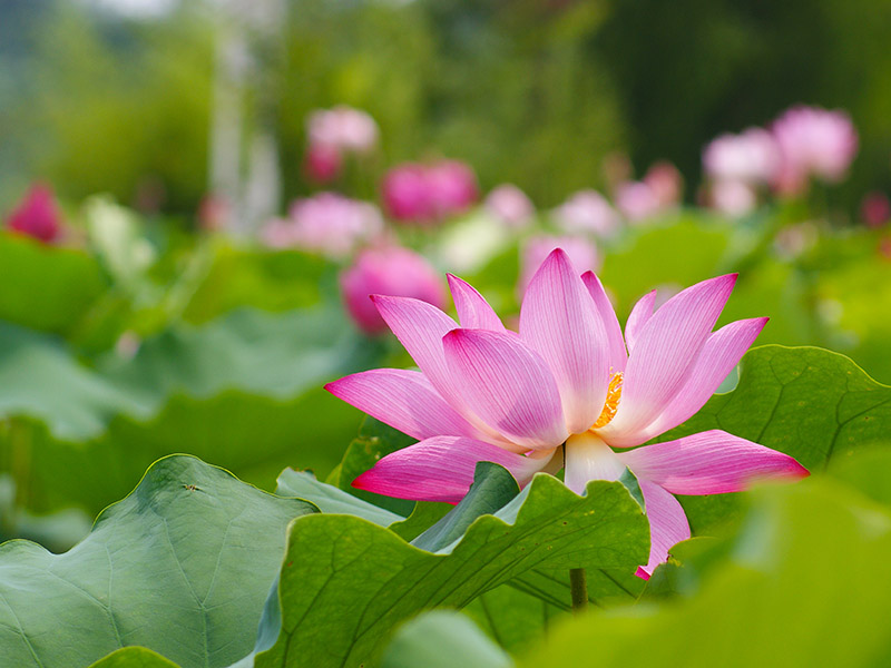2011濮上园荷花