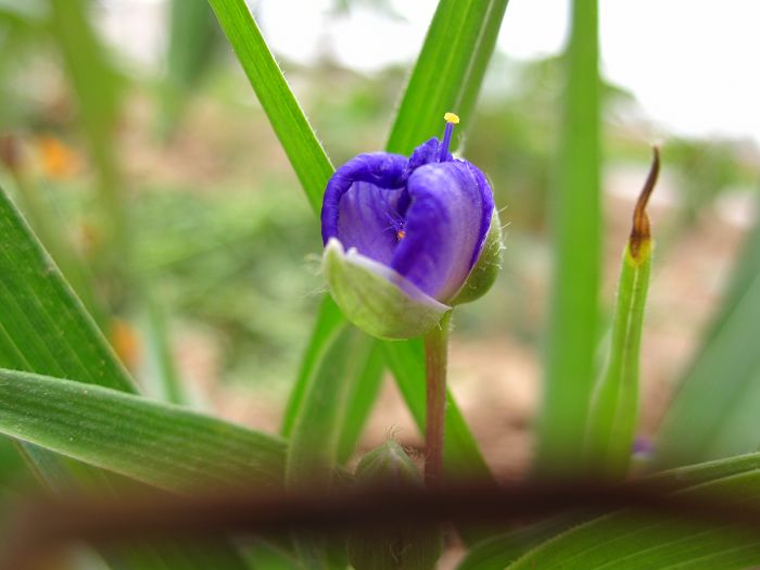 缤纷菜园