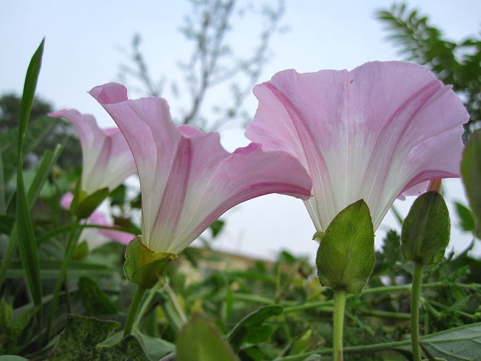 缤纷菜园