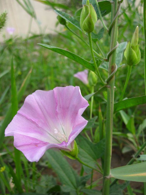 缤纷菜园