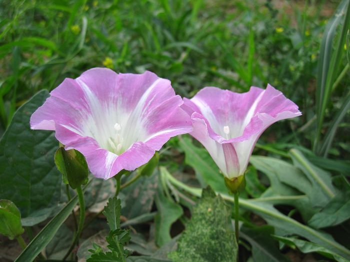 缤纷菜园