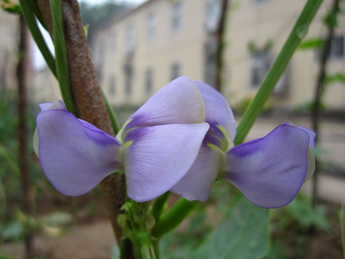 缤纷菜园