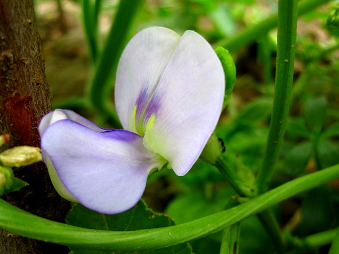 缤纷菜园