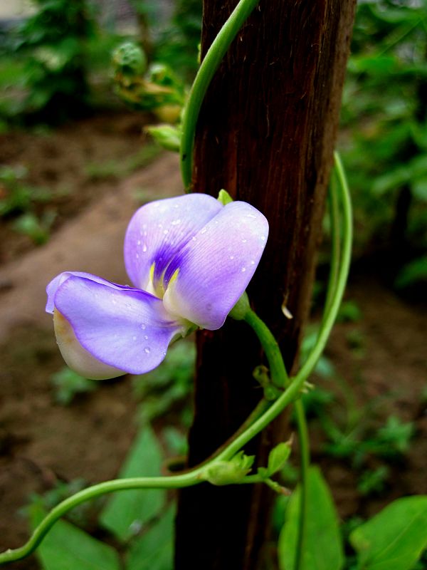 缤纷菜园