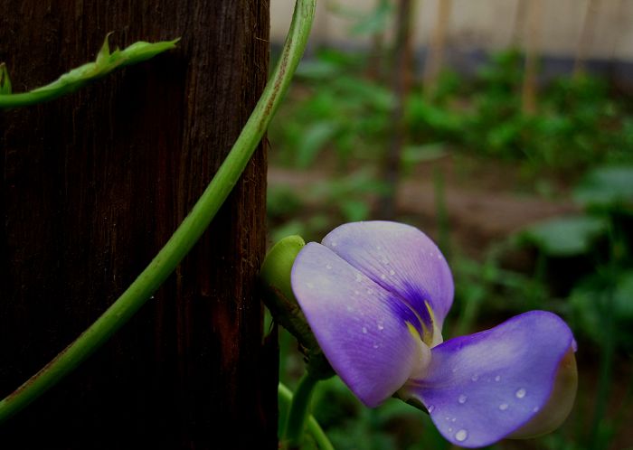 缤纷菜园