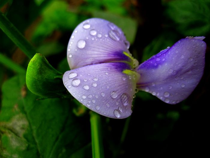 缤纷菜园