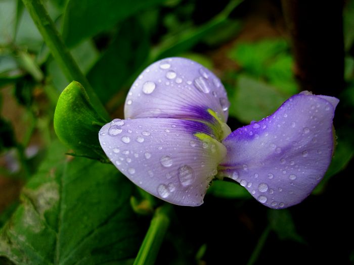 缤纷菜园