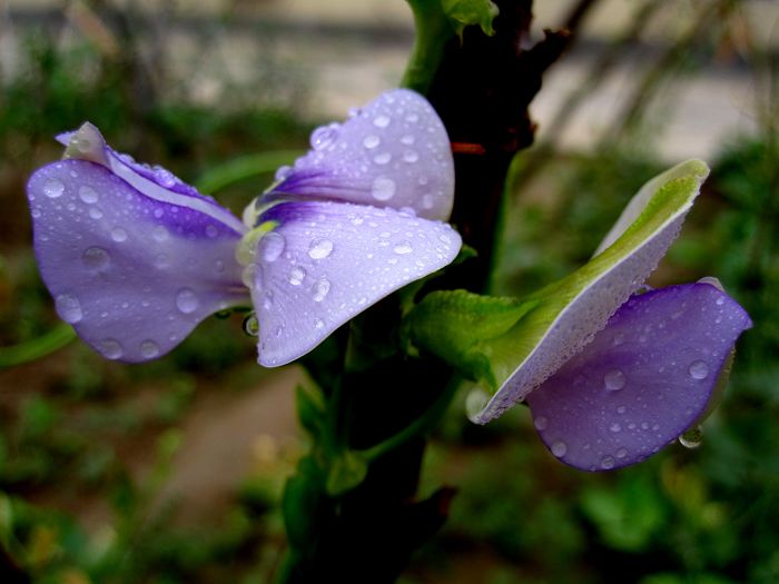 缤纷菜园