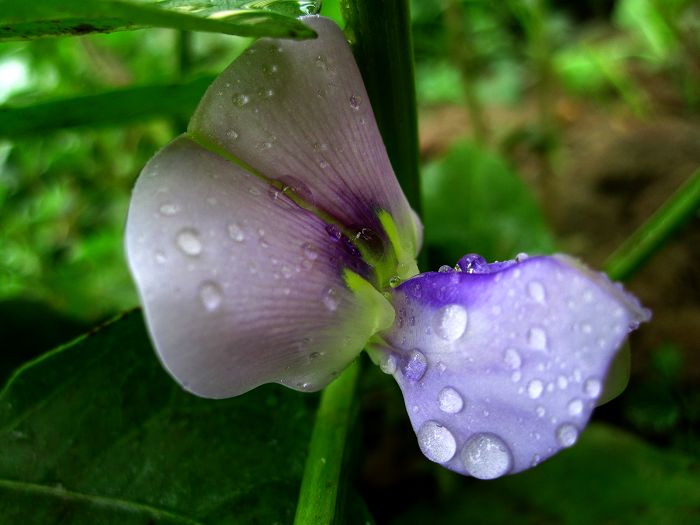 缤纷菜园