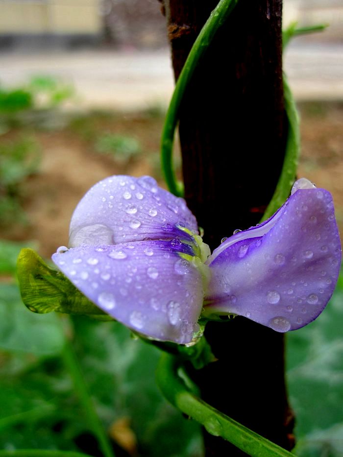 缤纷菜园