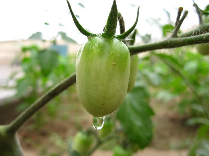 缤纷菜园